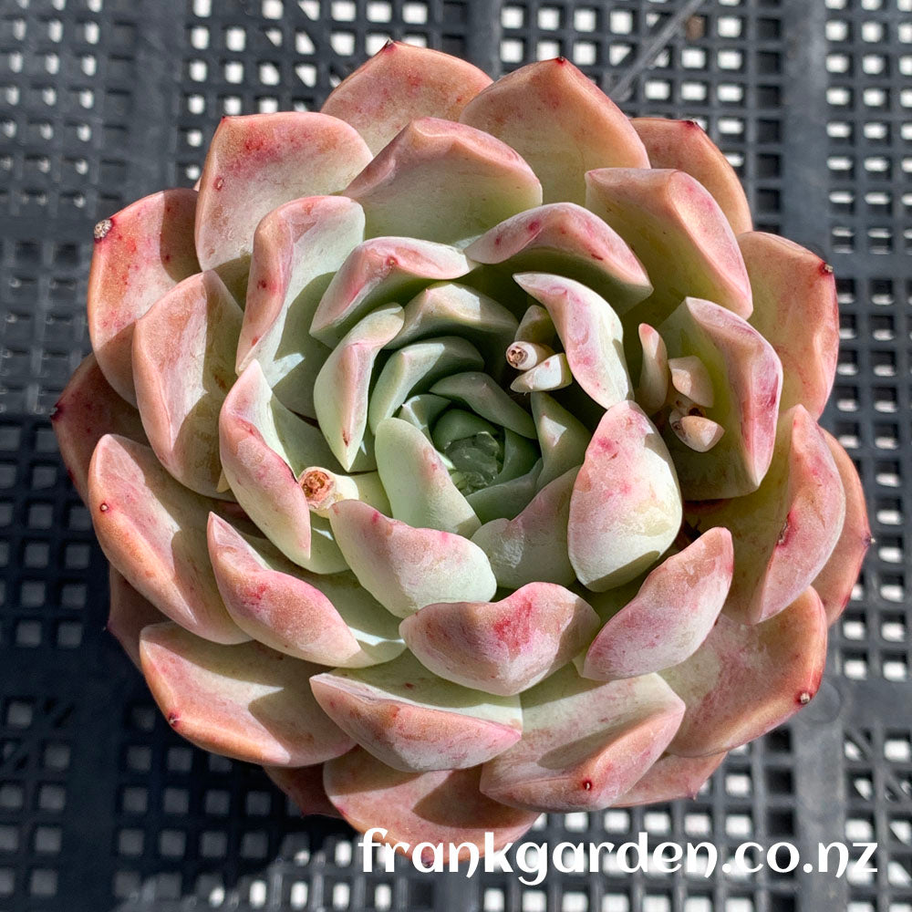 Echeveria Pure love | 纯爱 爱情