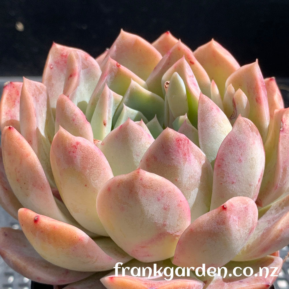 Echeveria Pure love | 纯爱 爱情