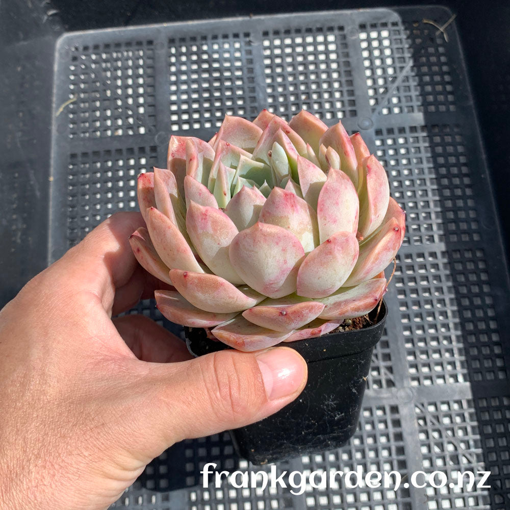 Echeveria Pure love | 纯爱 爱情