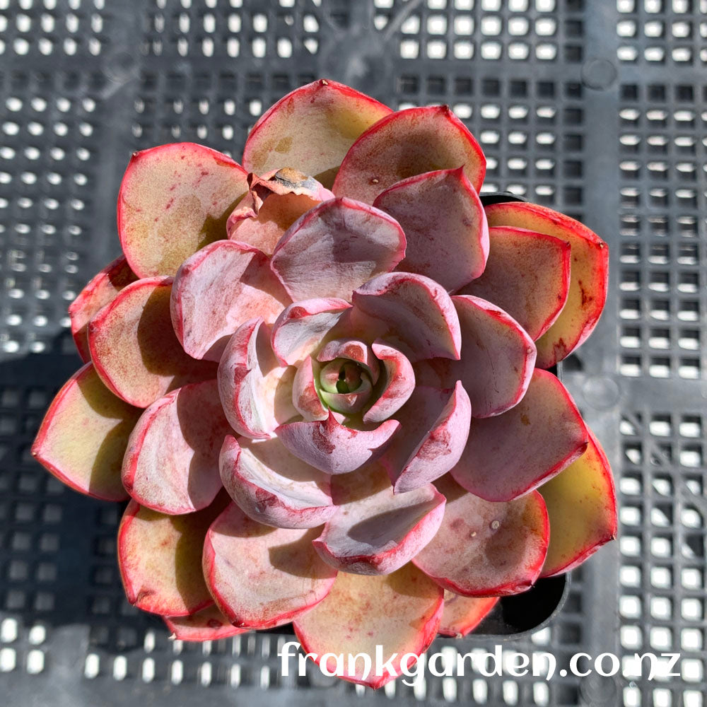 Echeveria Hera | 赫拉