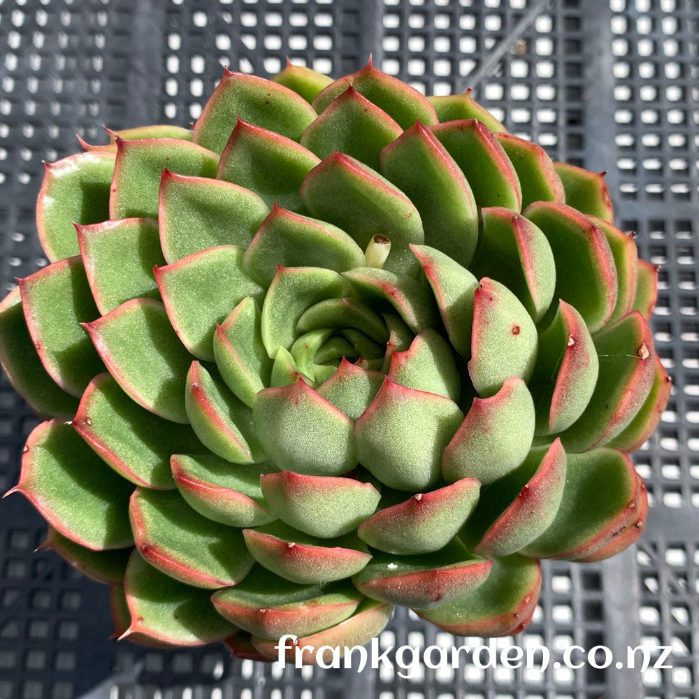 Echeveria 'Ice Age'/Echeveria 'Cimette' | 冰河世纪