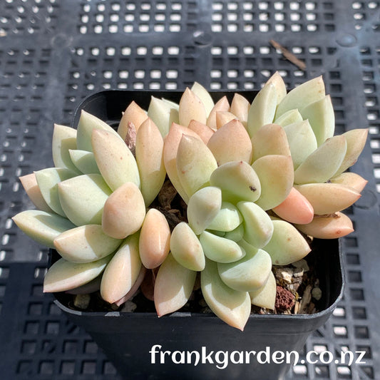 Echeveria White Horse | 白马