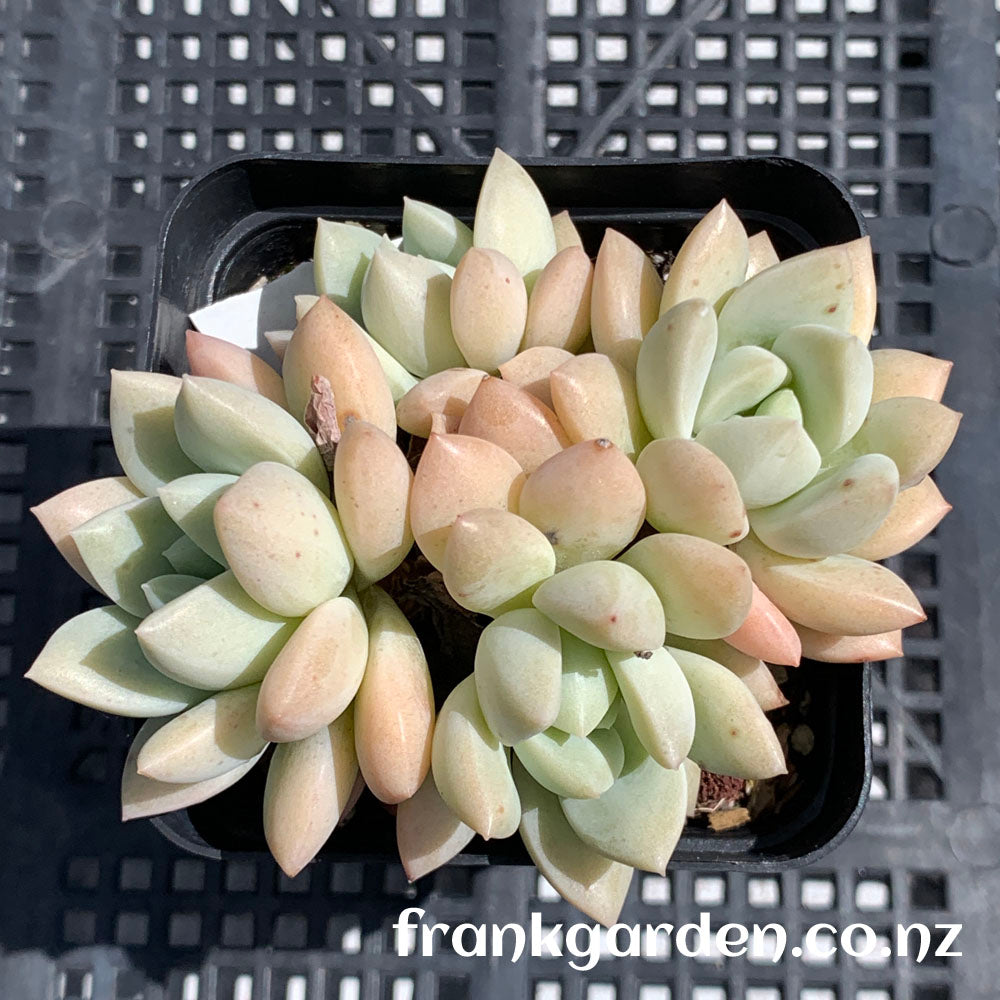 Echeveria White Horse | 白马