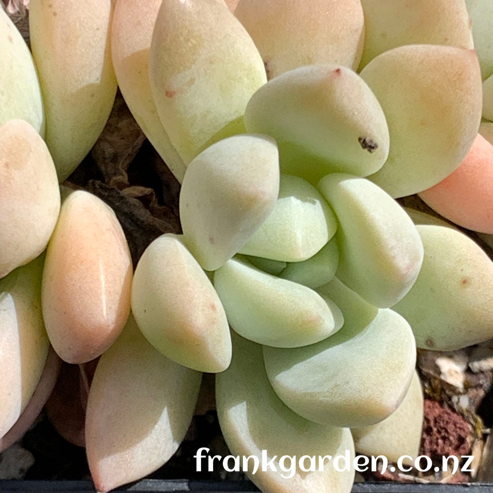 Echeveria White Horse | 白马