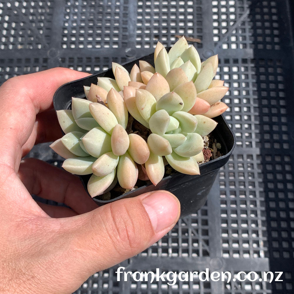 Echeveria White Horse | 白马