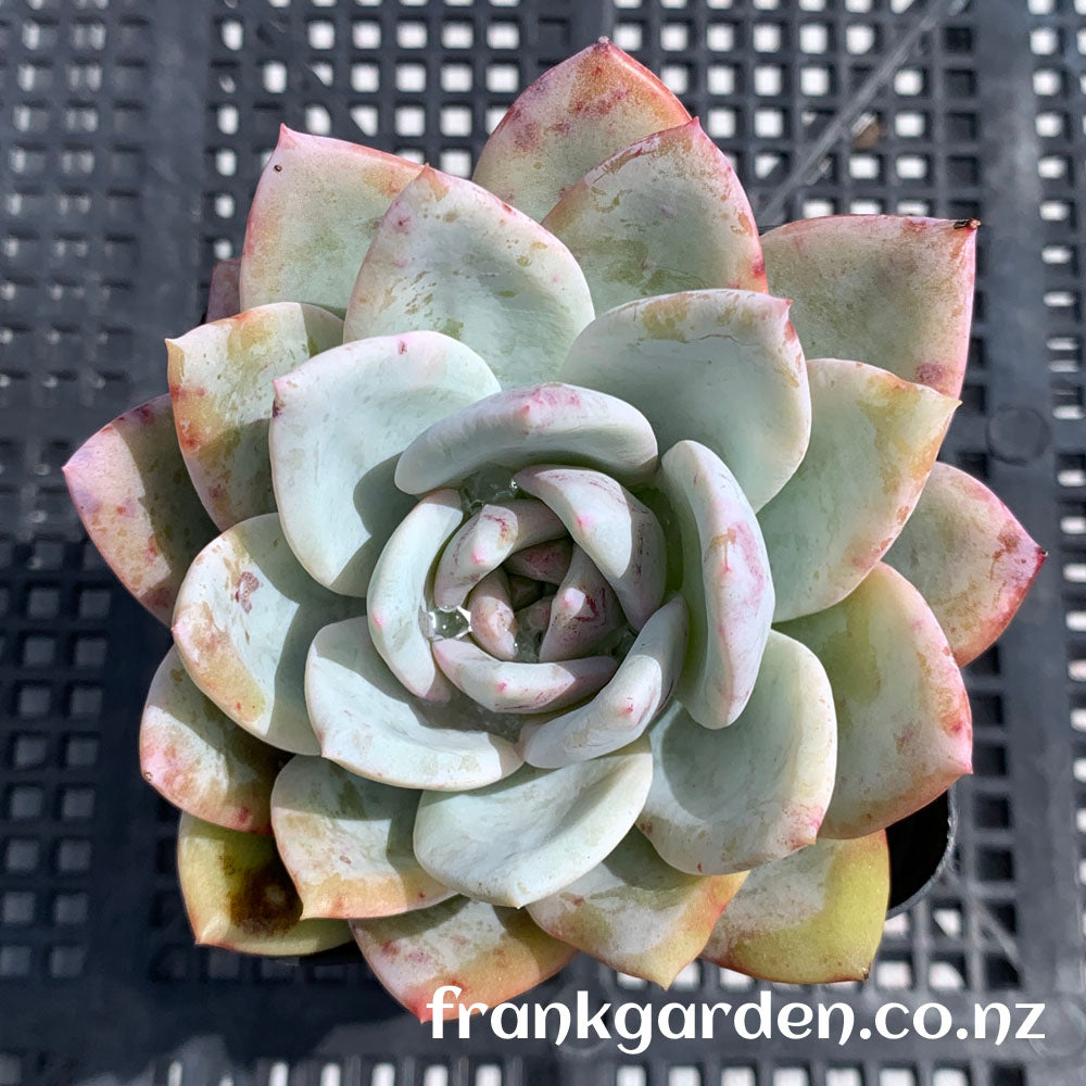 Echeveria Monroe | 橙梦露