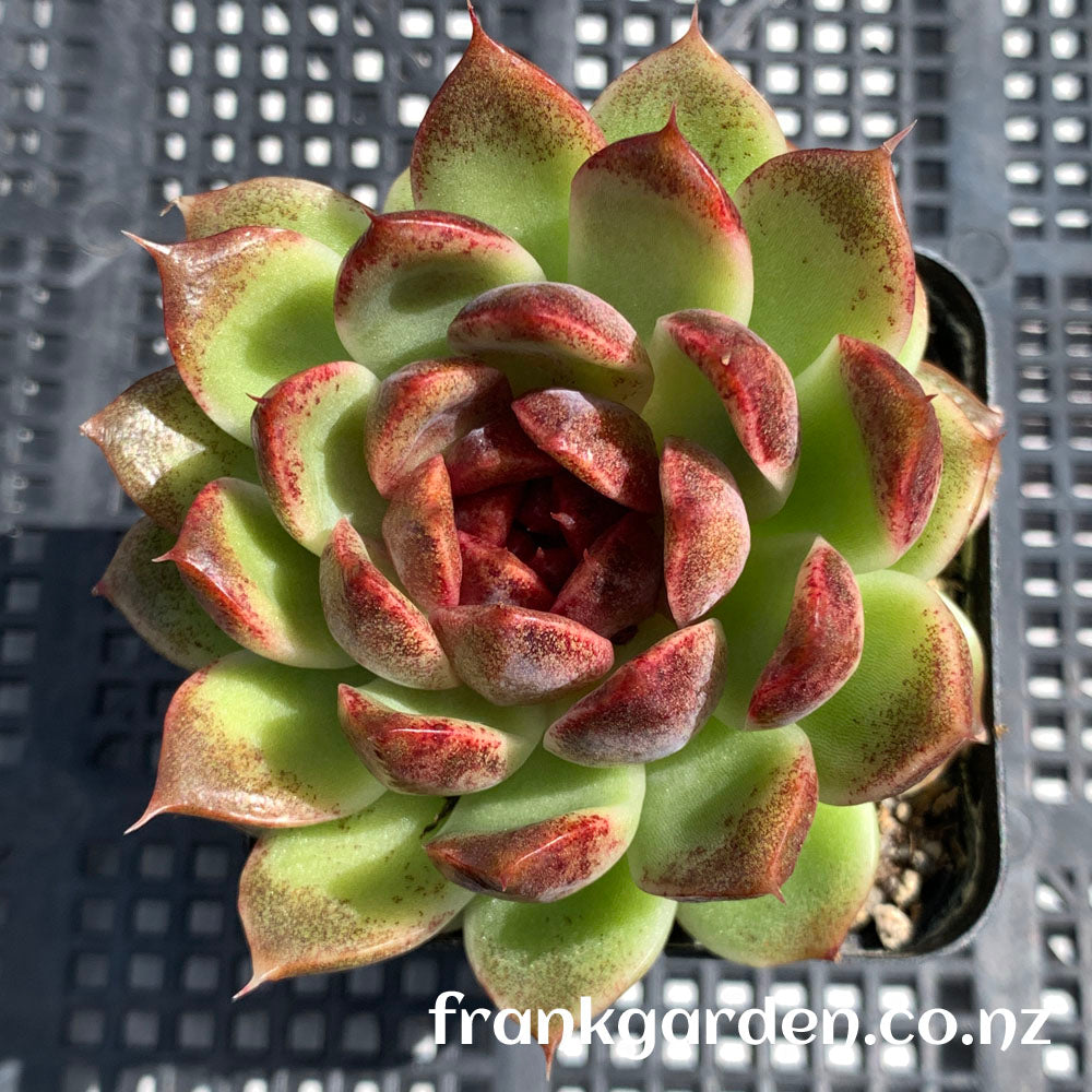 Echeveria Black rose hybrid | 黑玫瑰杂