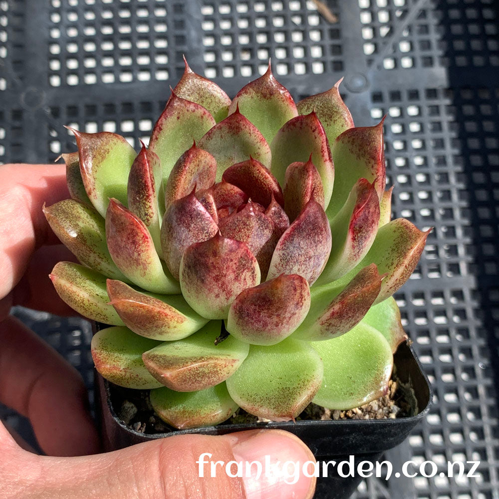 Echeveria Black rose hybrid | 黑玫瑰杂