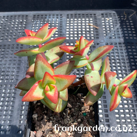 Crassula Rupestris High Voltage (giant form) | 自由女神