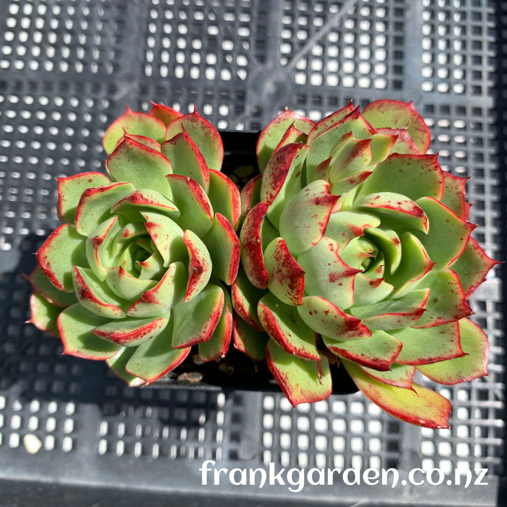 Echeveria Dujuan | 杜鹃