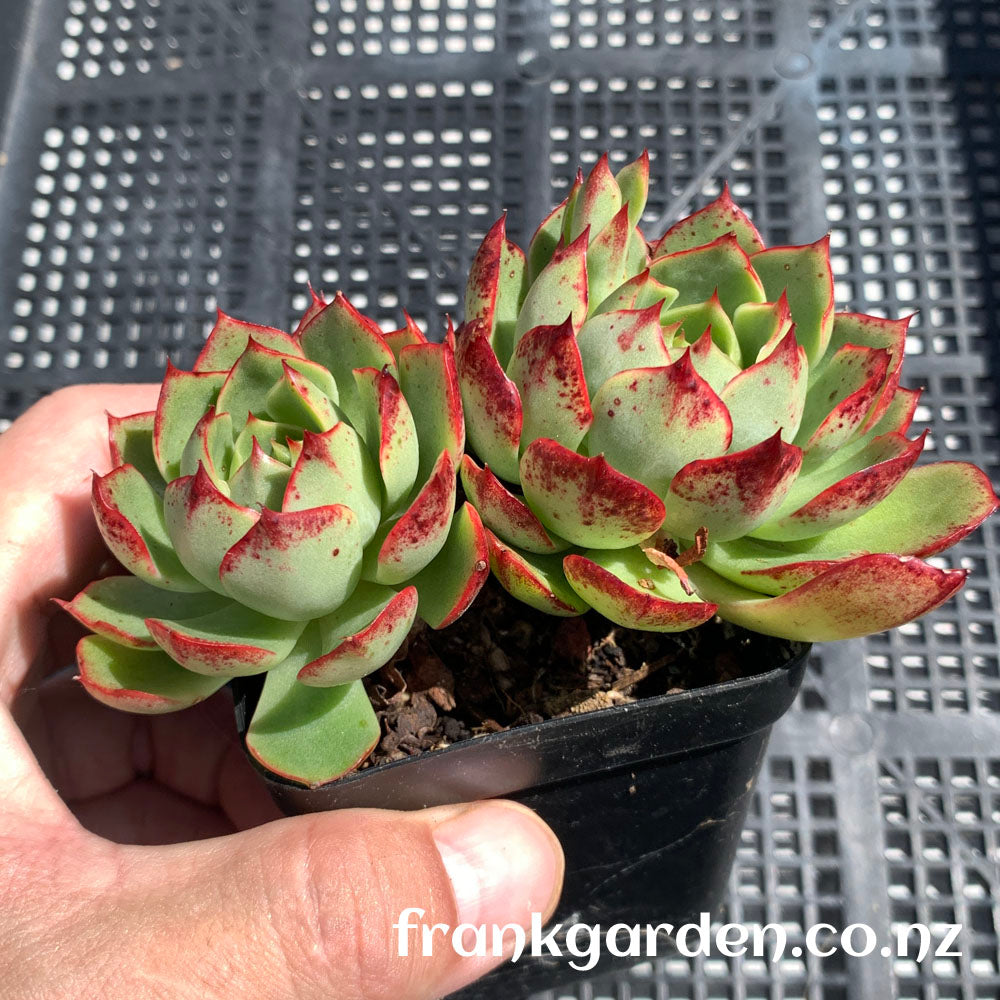 Echeveria Dujuan | 杜鹃