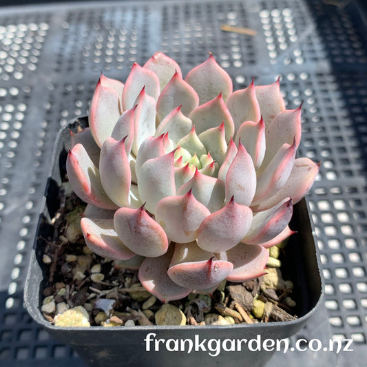 Echeveria Texensis Rosea | 粉爪