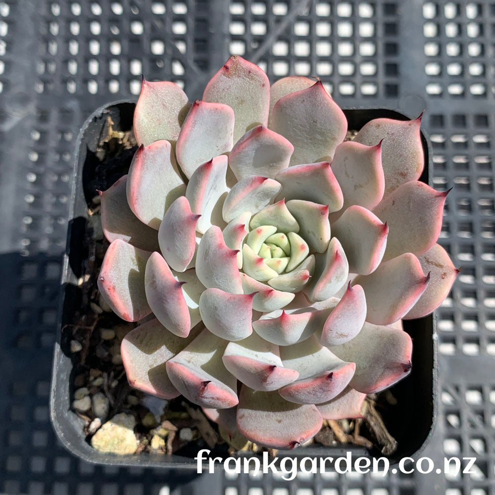 Echeveria Texensis Rosea | 粉爪