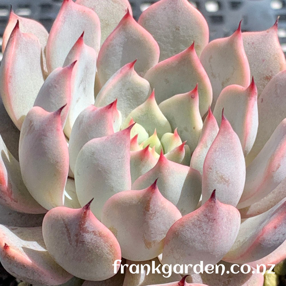 Echeveria Texensis Rosea | 粉爪