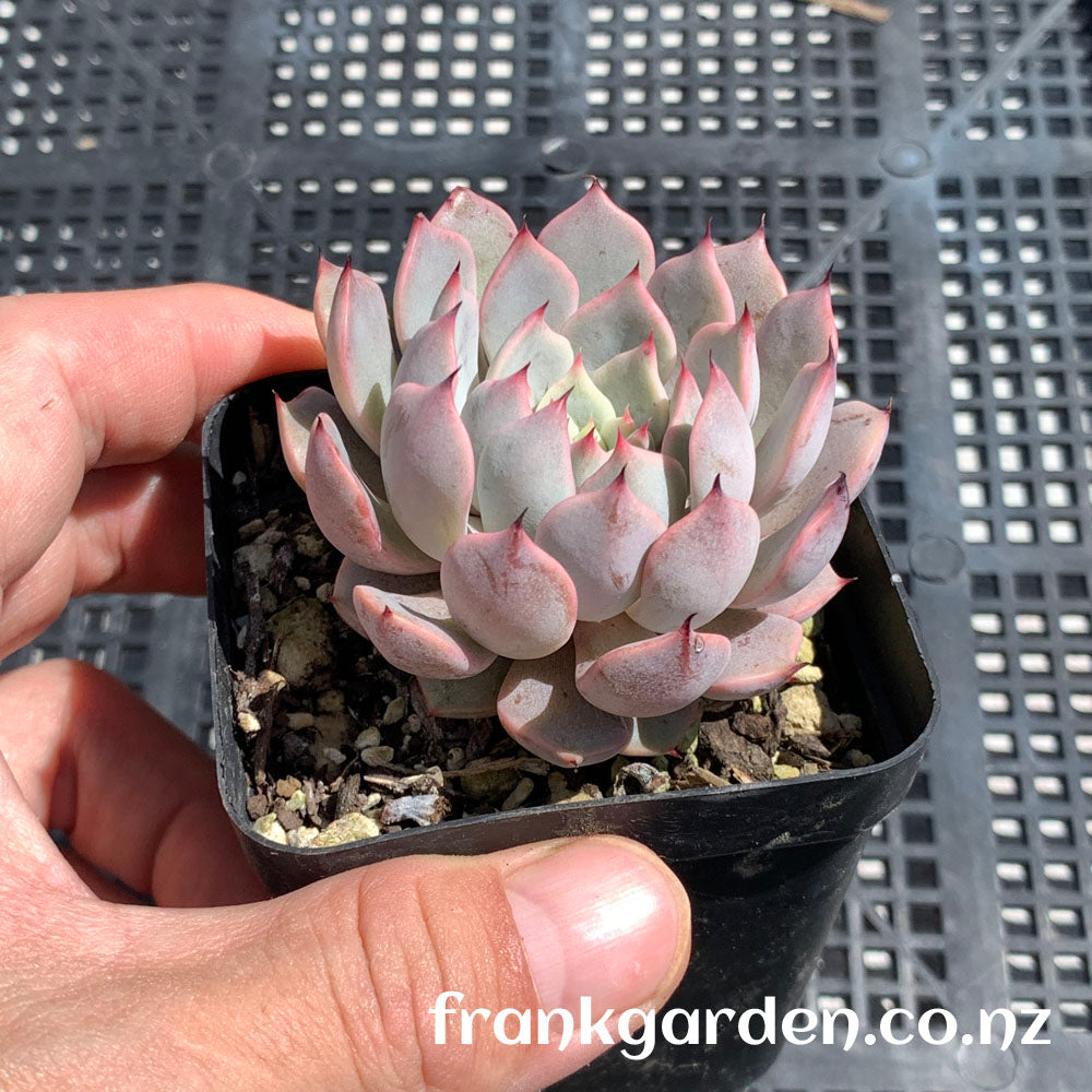 Echeveria Texensis Rosea | 粉爪