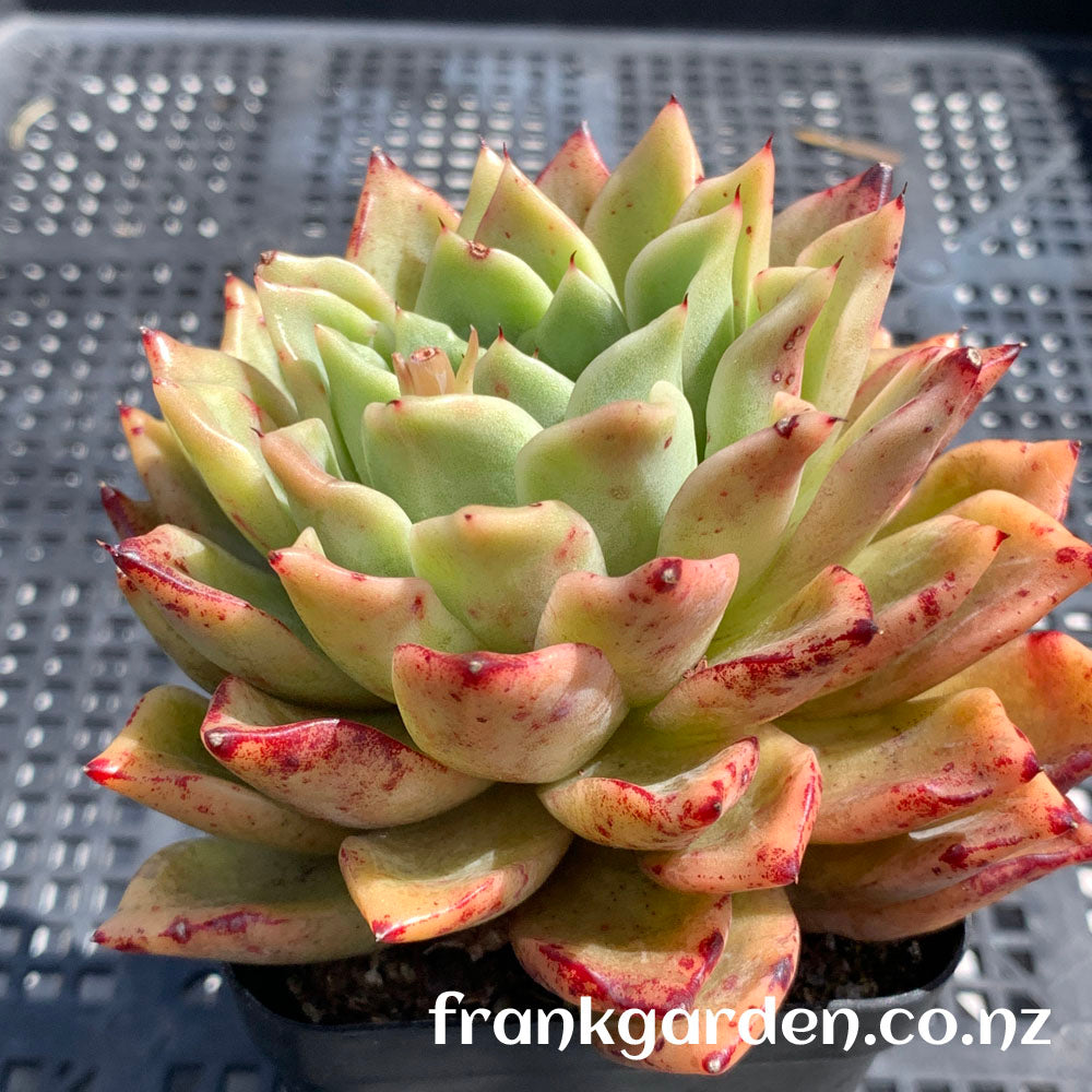 Echeveria Agavoides Rajoya hybrid | 拉霍亚杂