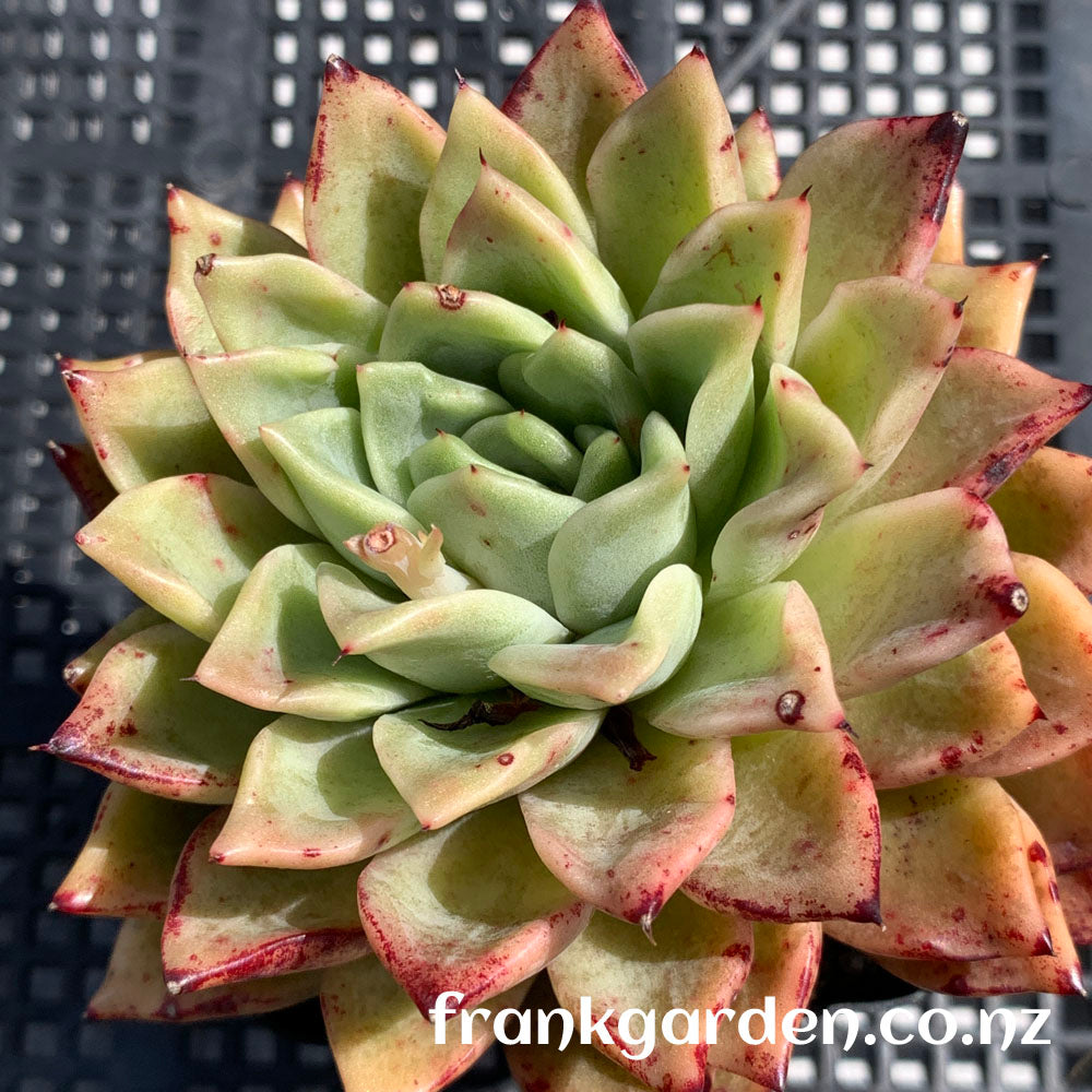 Echeveria Agavoides Rajoya hybrid | 拉霍亚杂