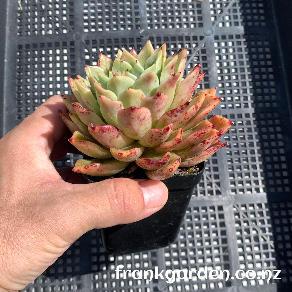 Echeveria Agavoides Rajoya hybrid | 拉霍亚杂