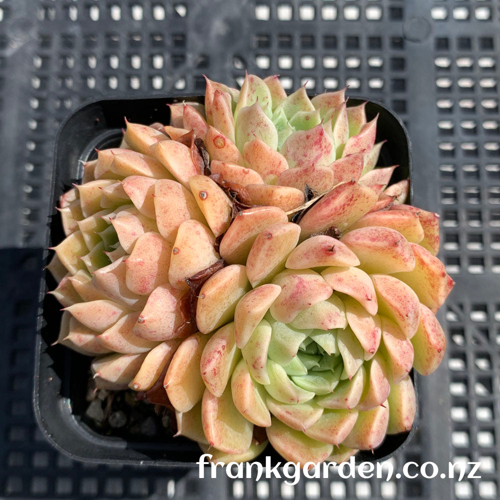 Echeveria Vanilla Smoothie | 香草冰沙