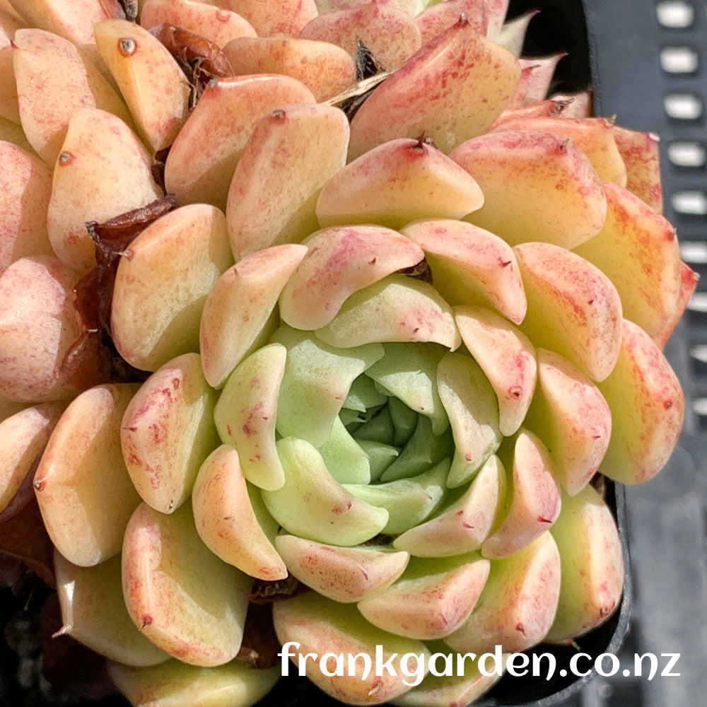 Echeveria Vanilla Smoothie | 香草冰沙