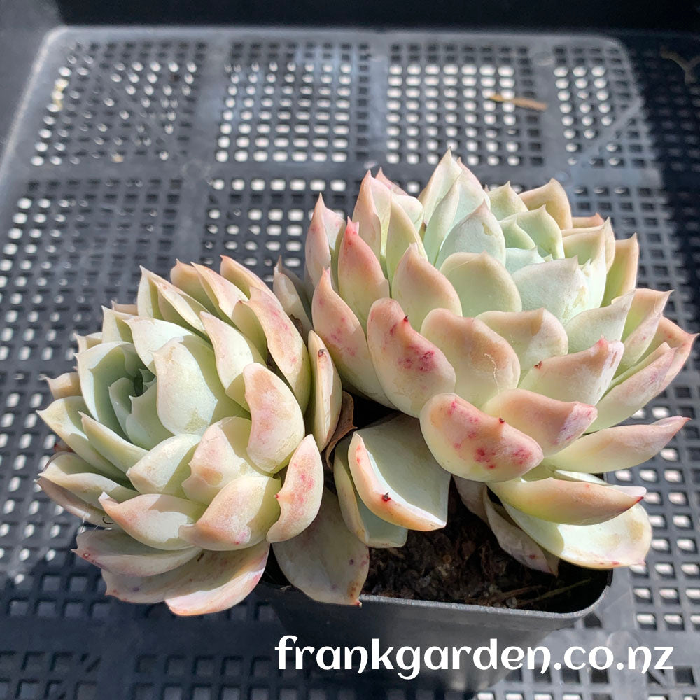 Echeveria Mexican New snowball | 墨西哥新雪球