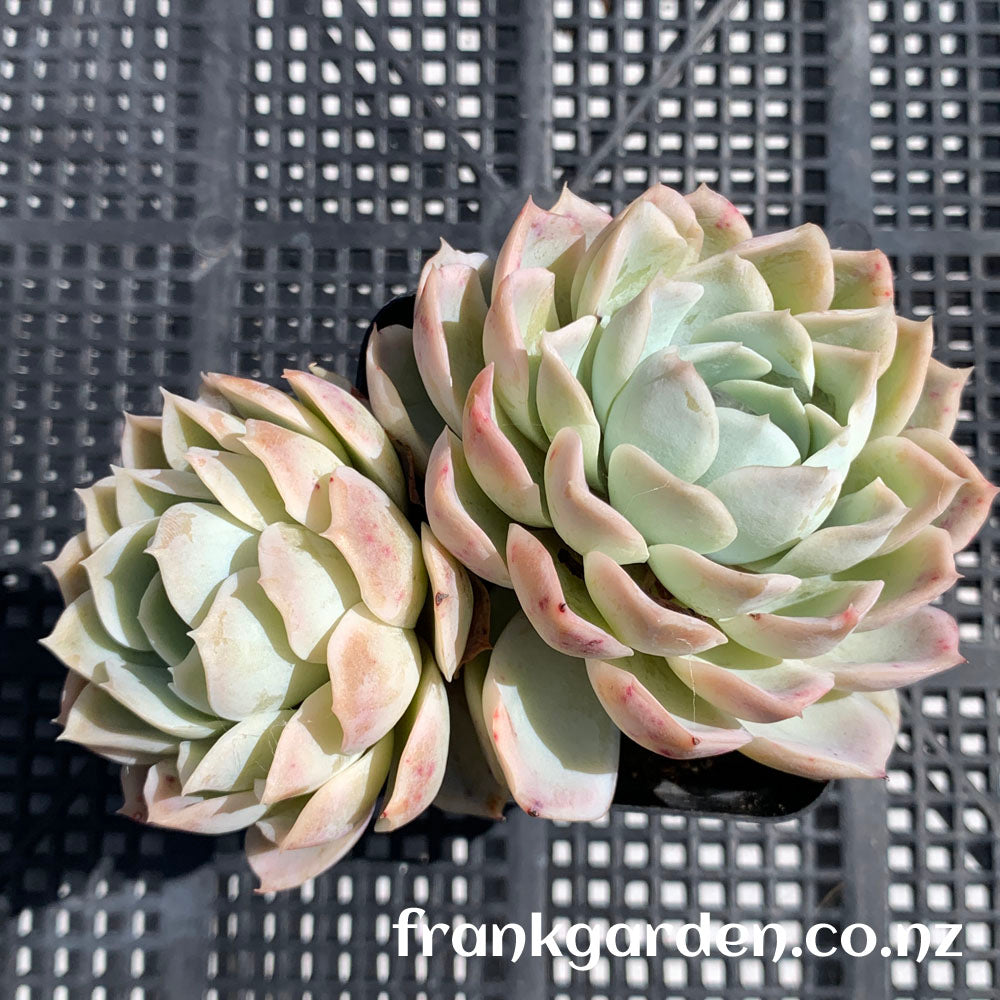 Echeveria Mexican New snowball | 墨西哥新雪球