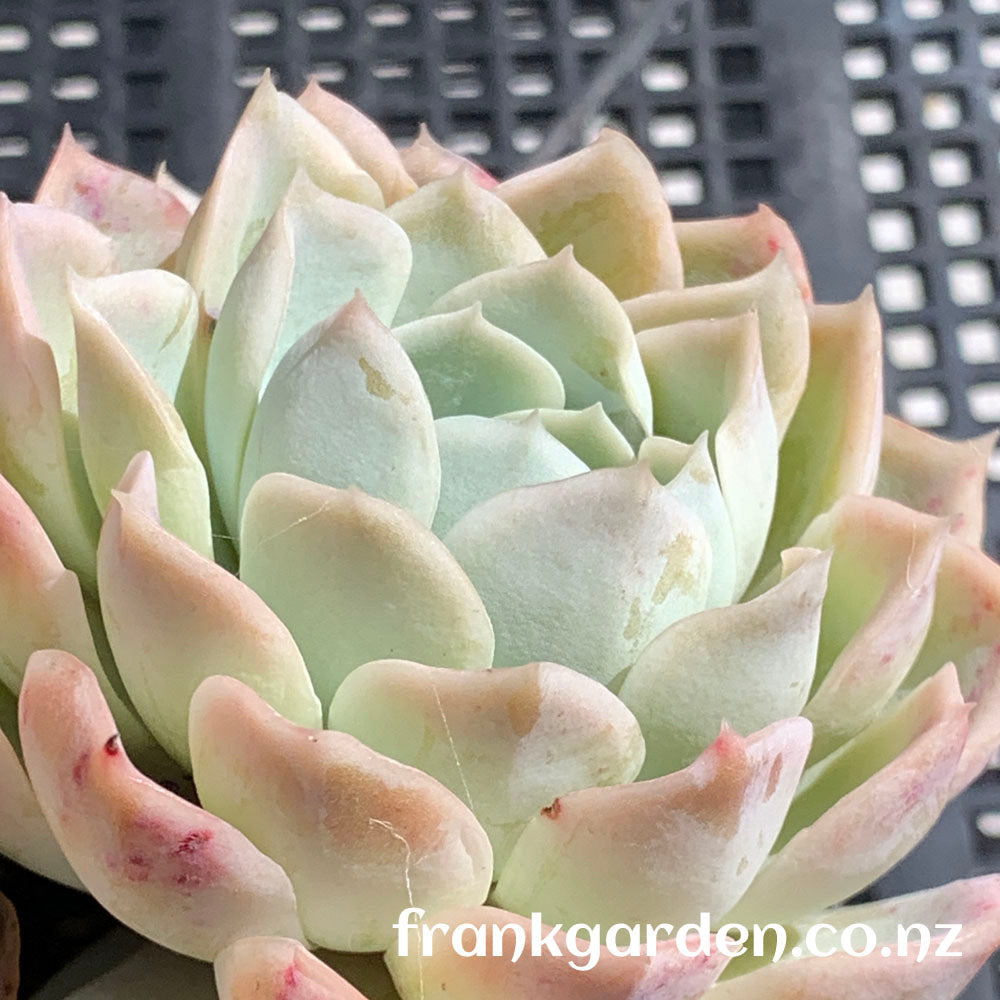 Echeveria Mexican New snowball | 墨西哥新雪球