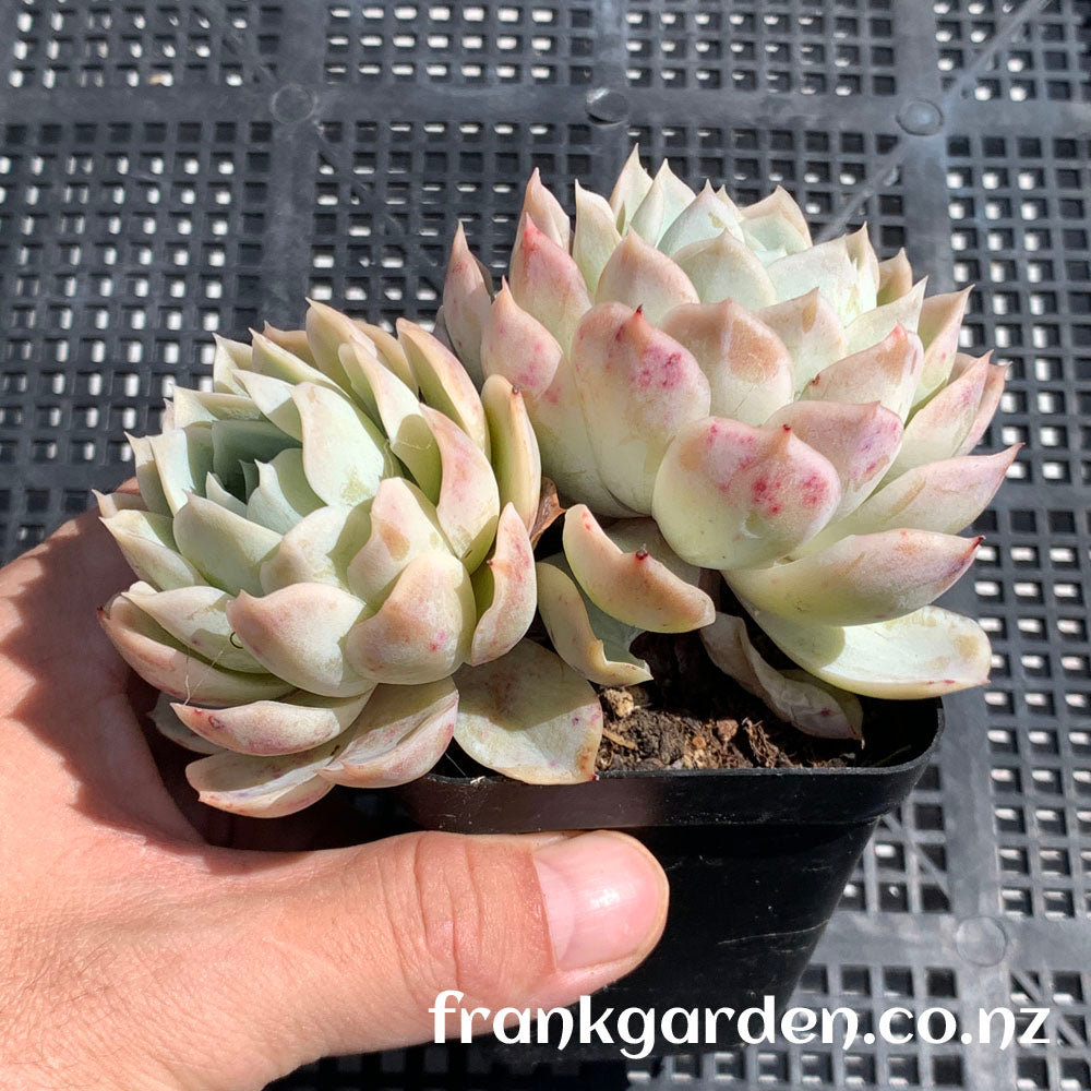 Echeveria Mexican New snowball | 墨西哥新雪球