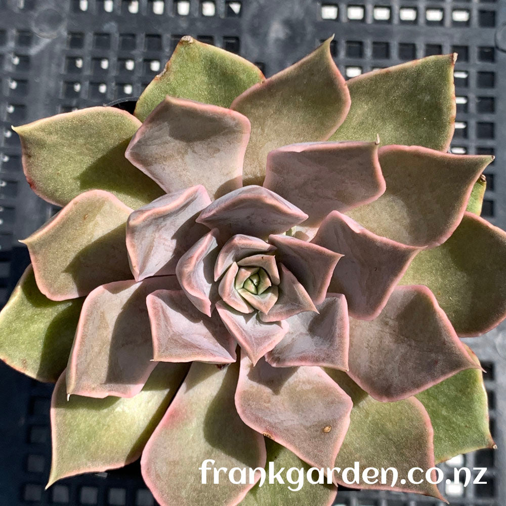 Echeveria Mensa | 门萨 | 魔羯座