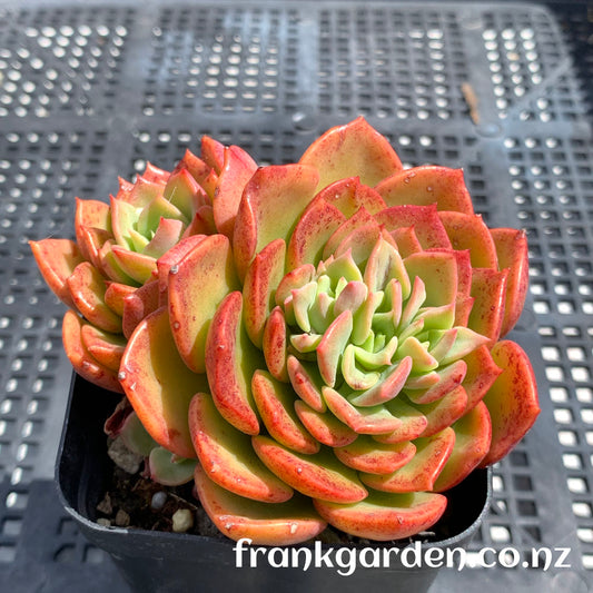 Echeveria Noble | 高贵