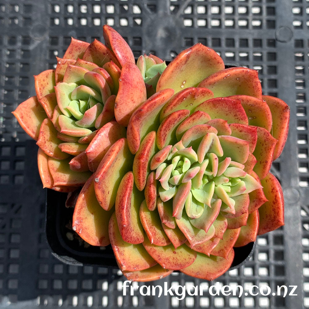 Echeveria Noble | 高贵