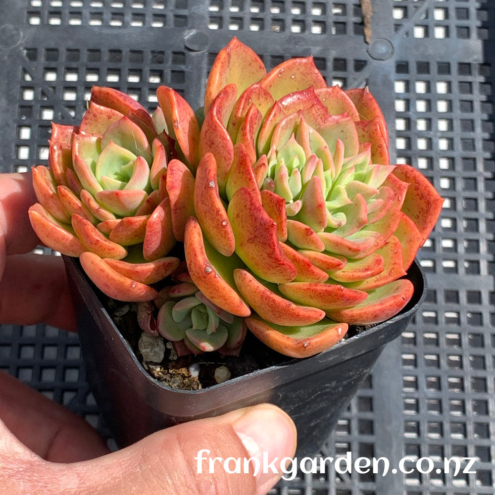 Echeveria Noble | 高贵