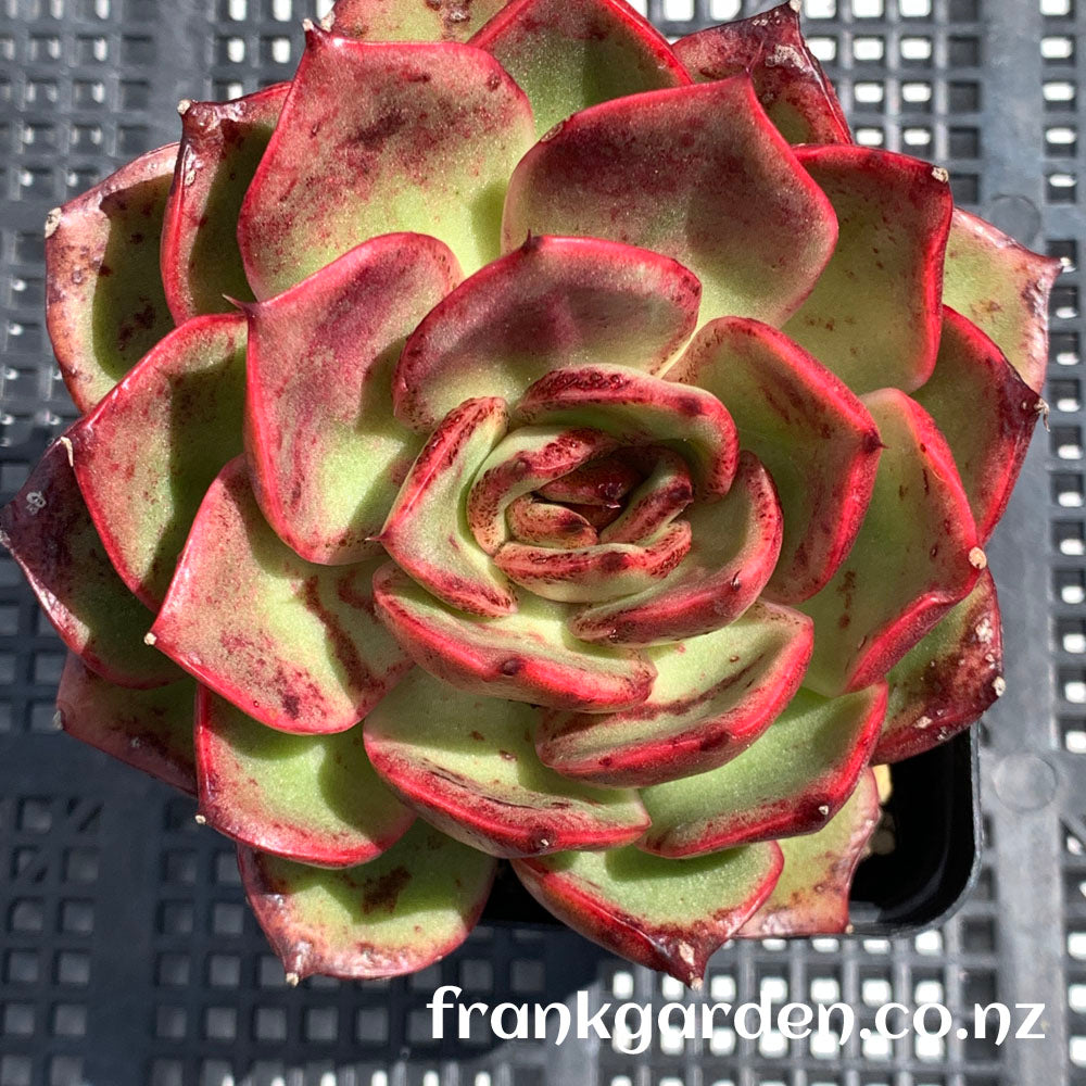 Echeveria Aranjuez ‘Black Swan’  | 黑天鹅