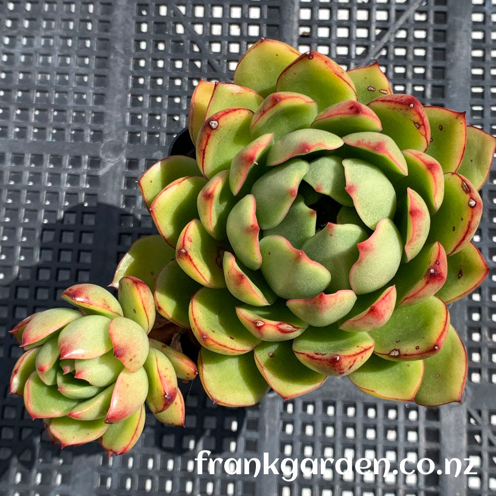 Echeveria Rumba | 夜上海