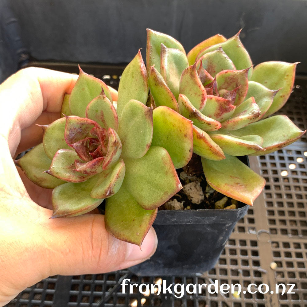 Echeveria Aranjuez ‘Black Swan’  | 黑天鹅