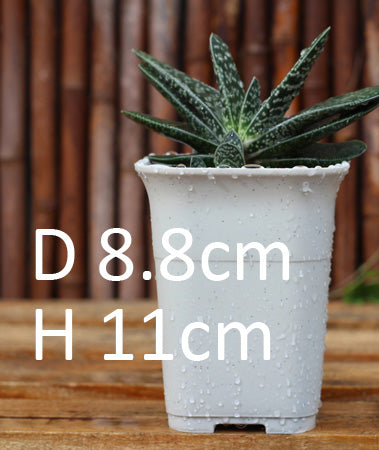 Haworthia pot, buy 5 get 1 free